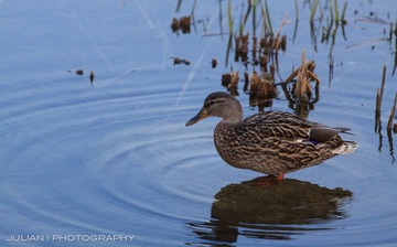 20120331-IMG_5935-2.jpg