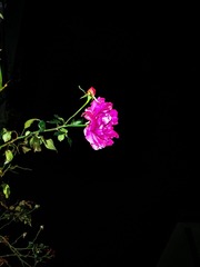 9E5E811D-381A-412B-A2F0-AF85CD3845DE/L0/001