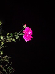 20A6BEC3-4C15-41DD-BEE8-B0F055DCB86F/L0/001