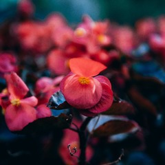 16033