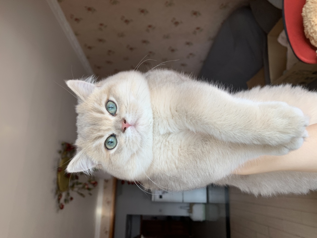 我们蓝金渐层是不需要滤镜这种东西 - 昂笔力吾宝 - 图虫