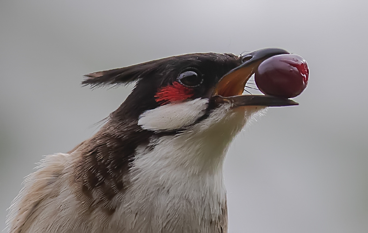 口含恋珠 - 南京健康 - 图虫