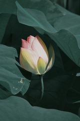 3526CF1D-EA06-426E-ADBC-9F22F9537505/L0/001