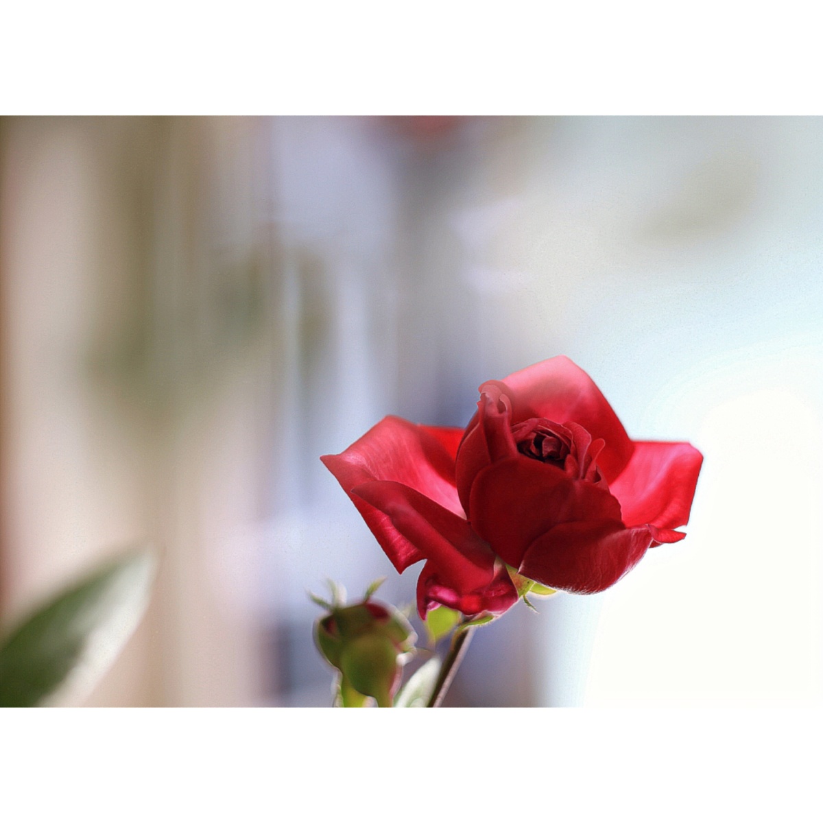 藤本月季伊芙热情