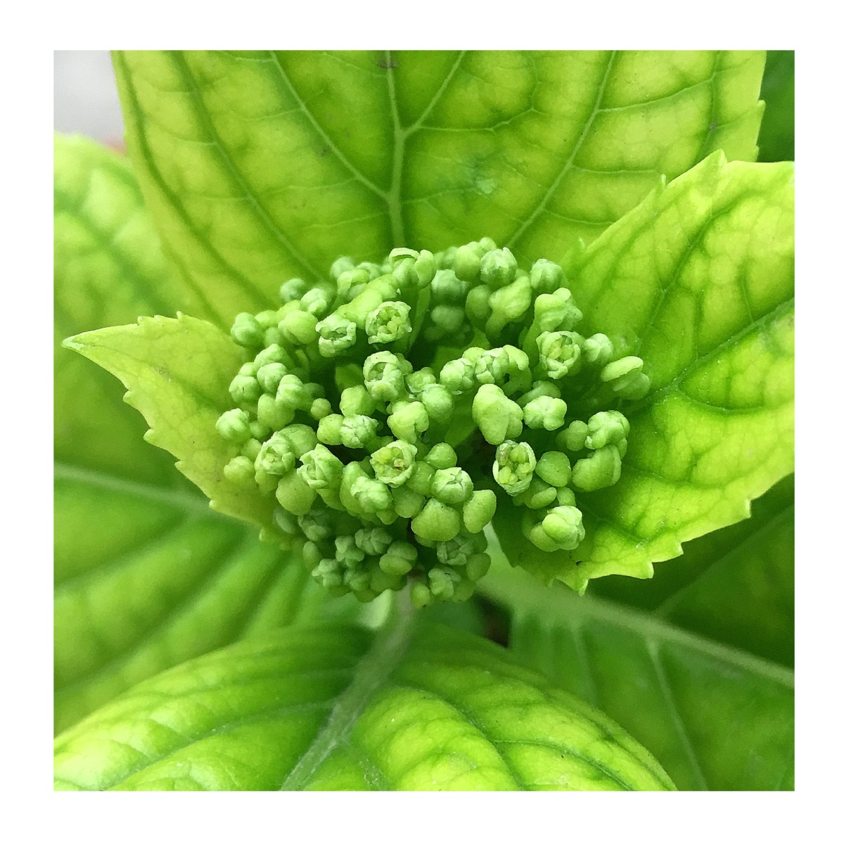 不经意间,好几盆绣球都现花蕾了.