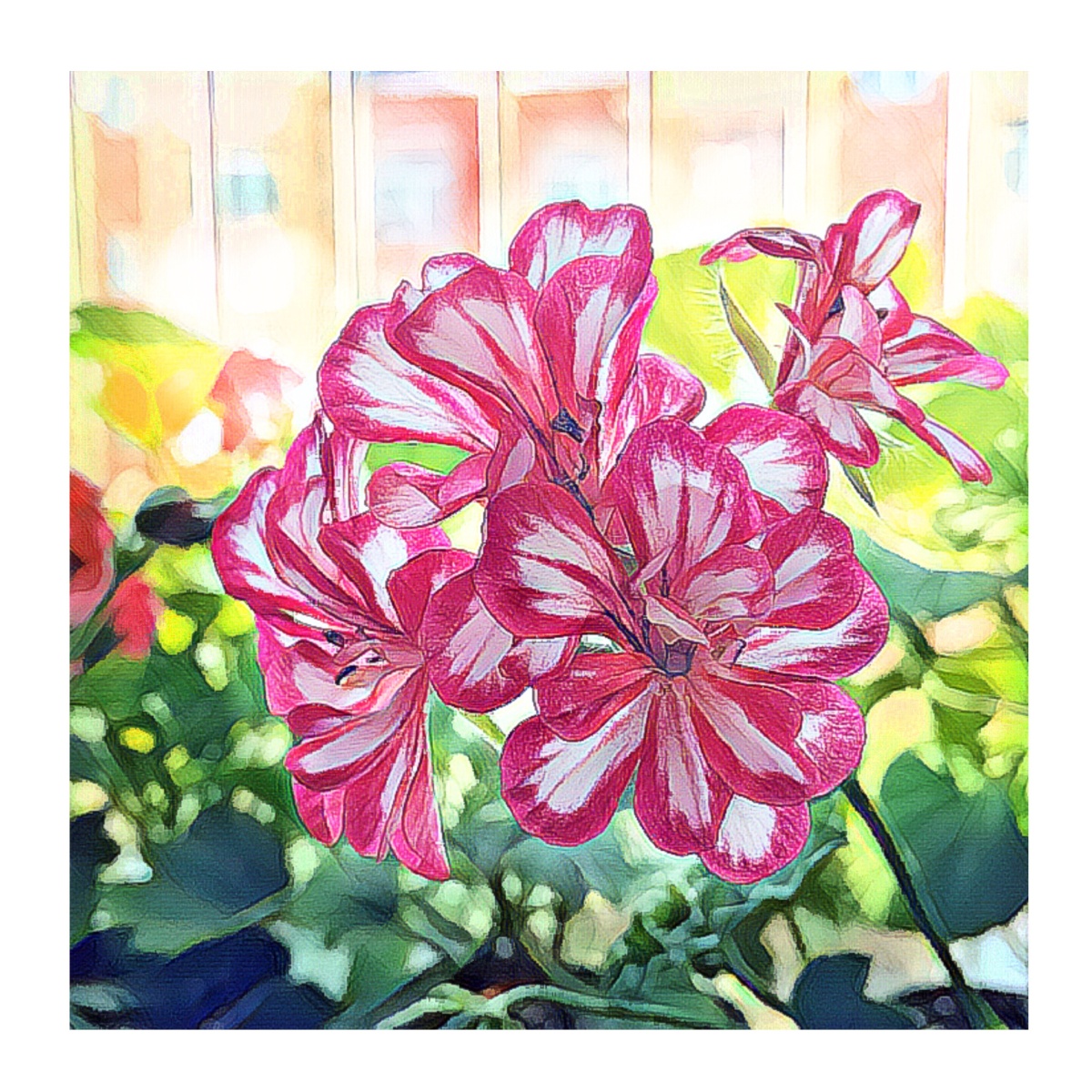 垂吊型天竺葵洛丽塔