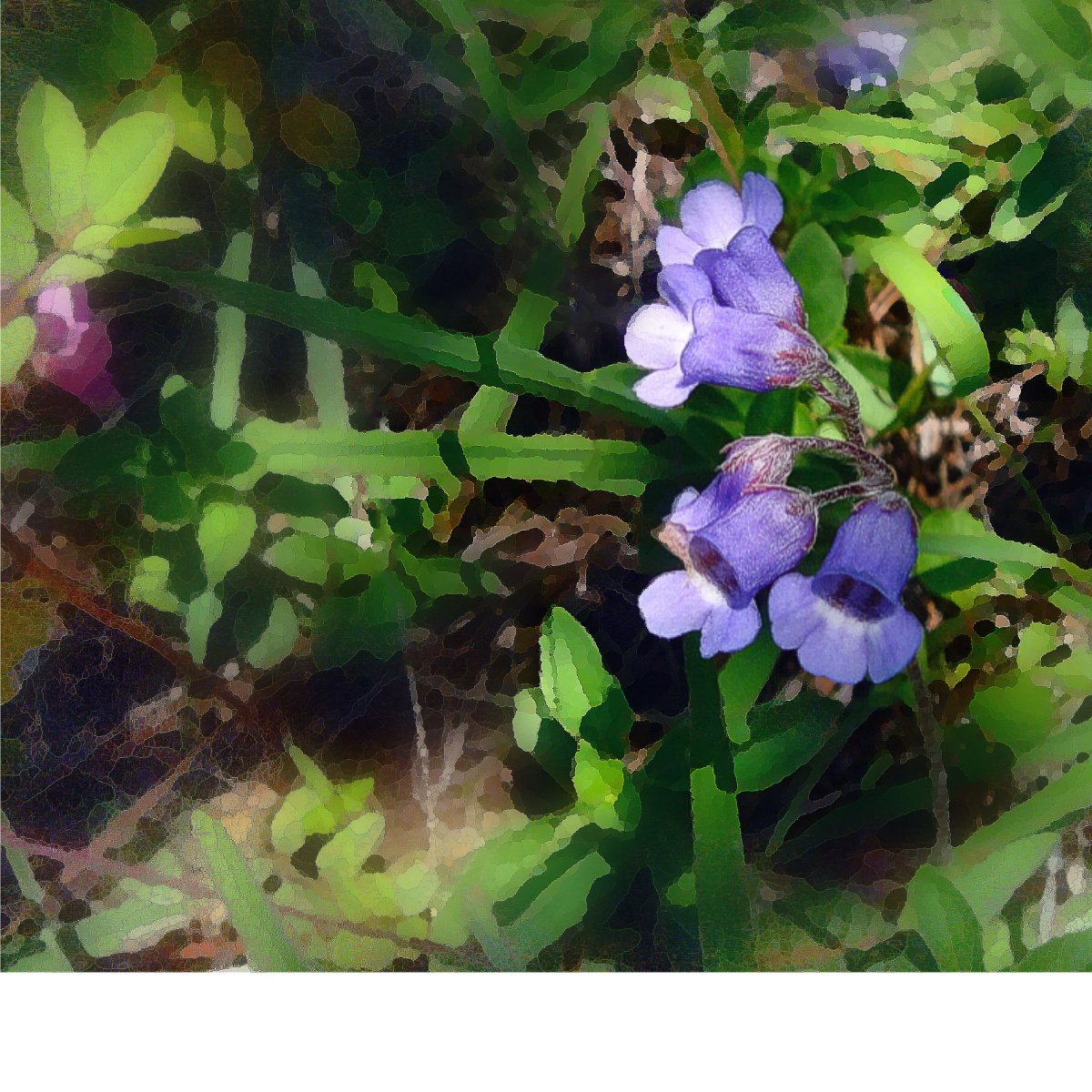 美丽的珊瑚苣苔