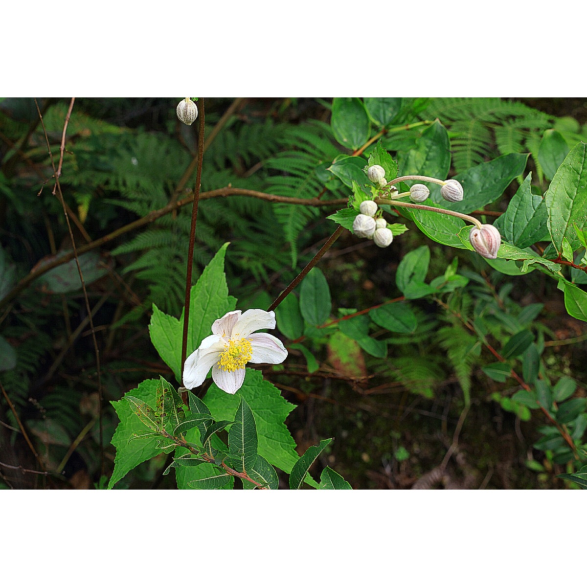 高山野花野棉花