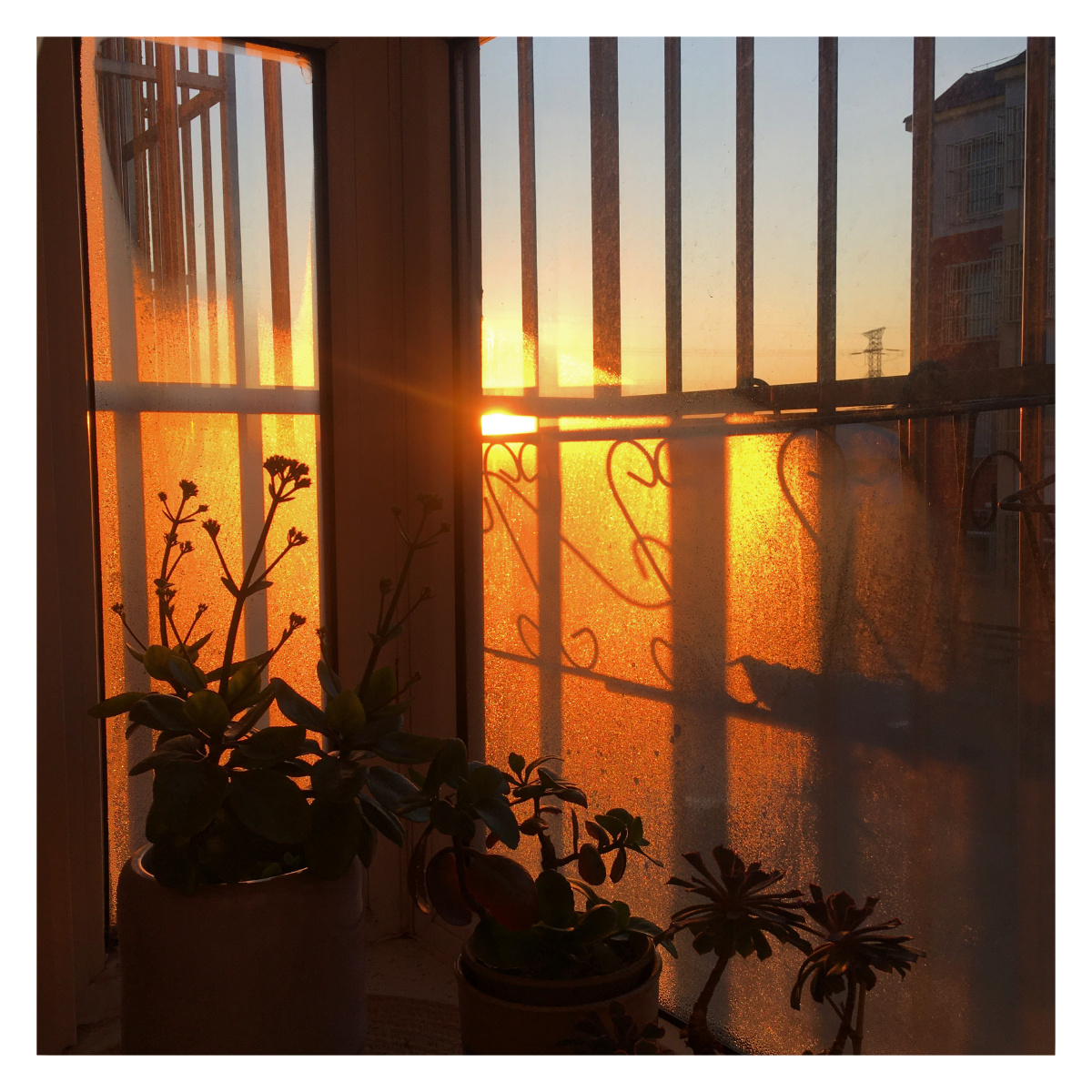 阳台花絮/ 日出时刻.2020.11.30