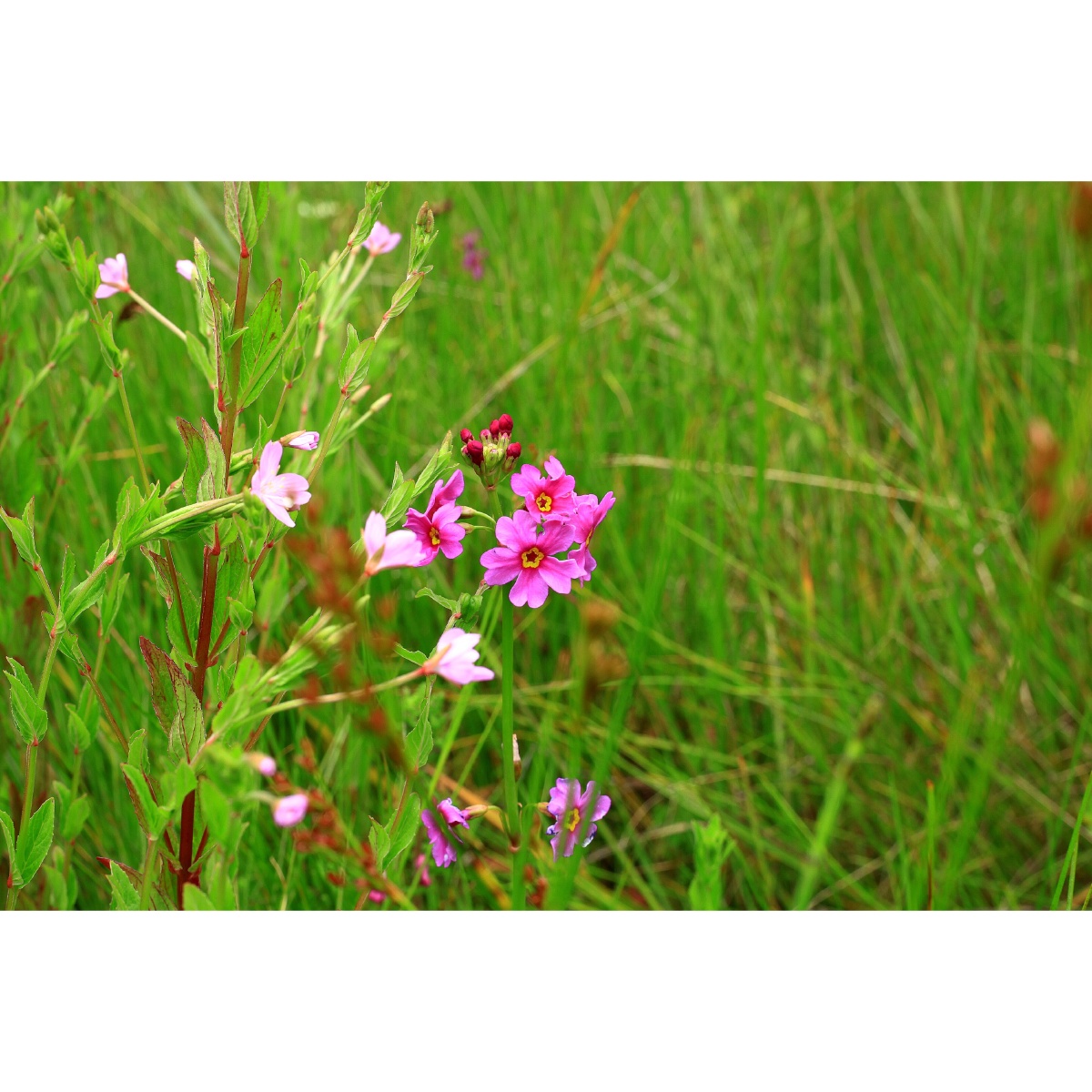 高原野花—海仙报春(7)