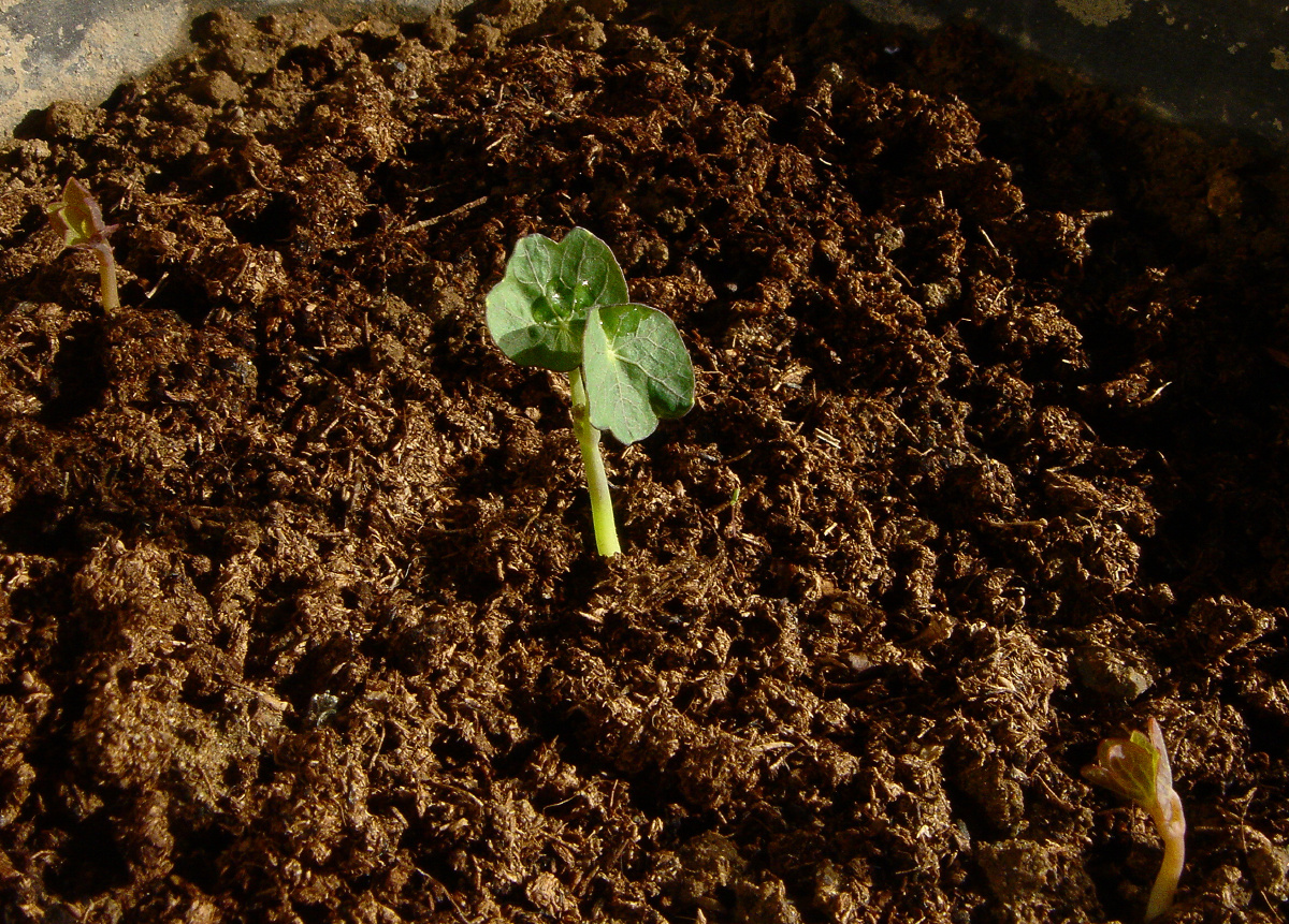 我的种花生活——第一批种子发芽了