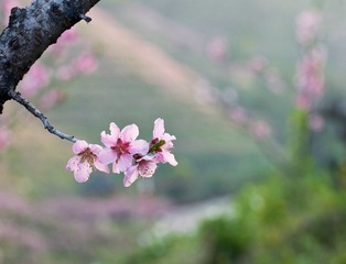 桃花1.jpg