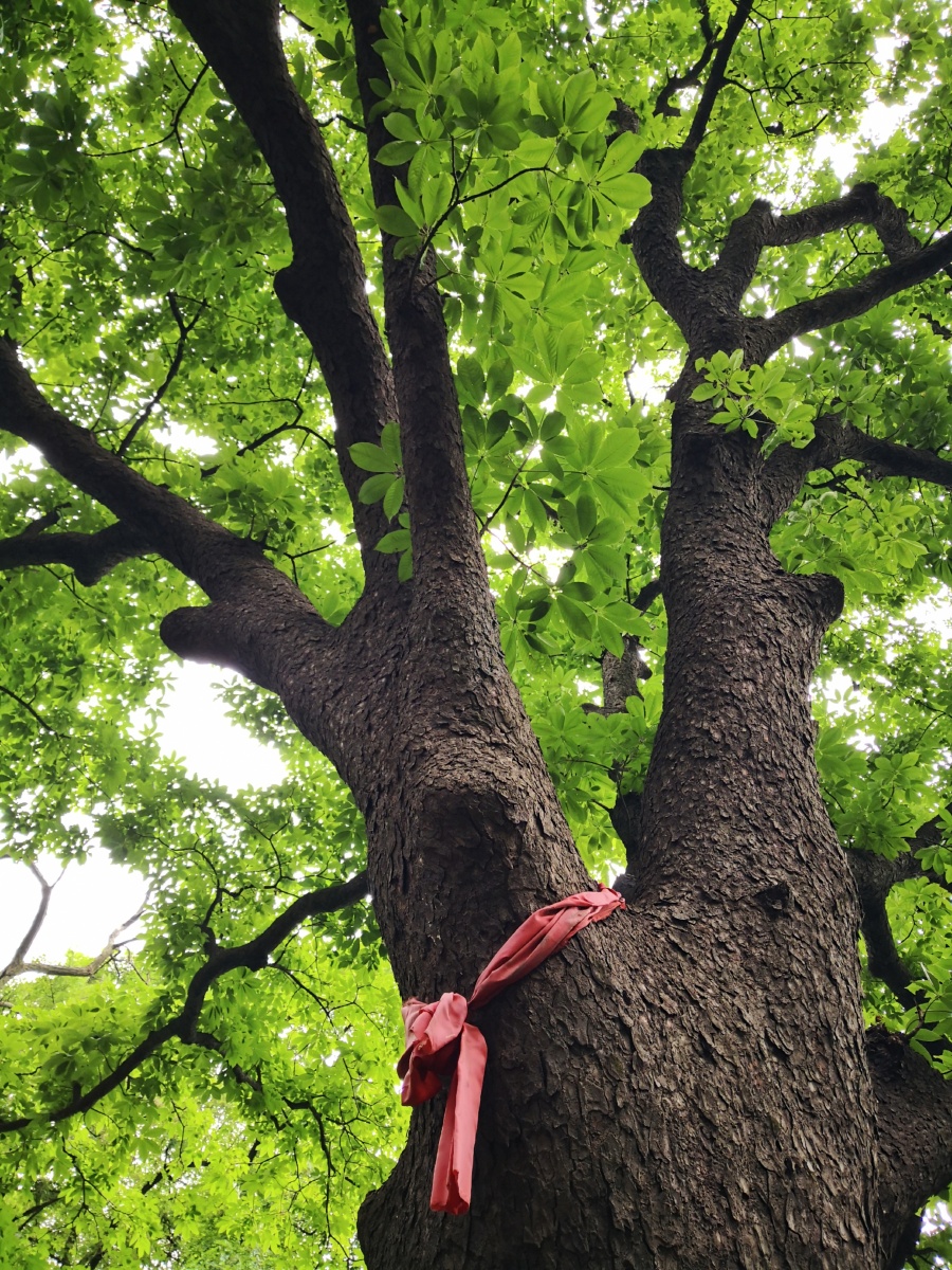 婆罗树又名七叶树佛教圣树之一传说佛祖释迦牟尼母亲摩耶夫人手扶婆罗