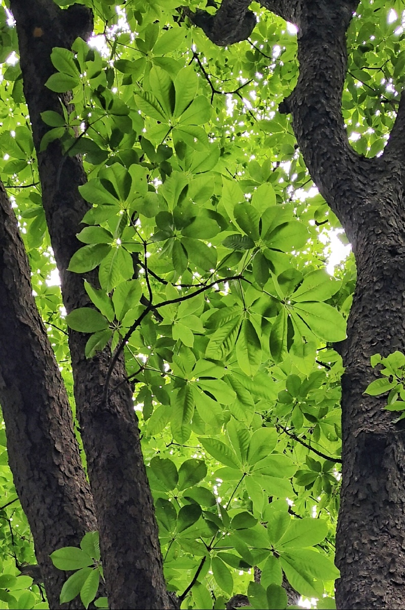 婆罗树又名七叶树佛教圣树之一传说佛祖释迦牟尼母亲摩耶夫人手扶婆罗