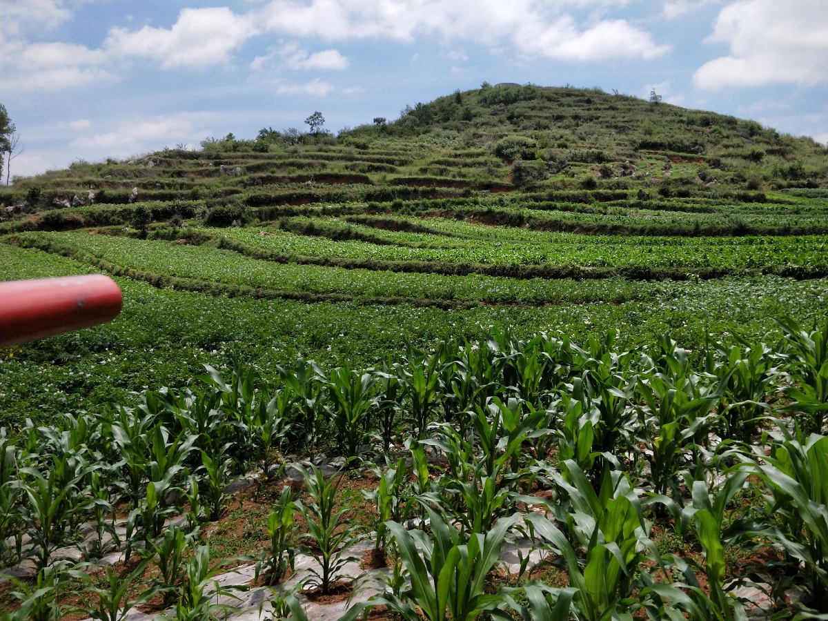 贵州威宁梯田地风光2021年6月14日贵州省毕节市威宁自治县小海镇梯田
