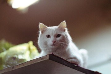 IMG_4789.JPG