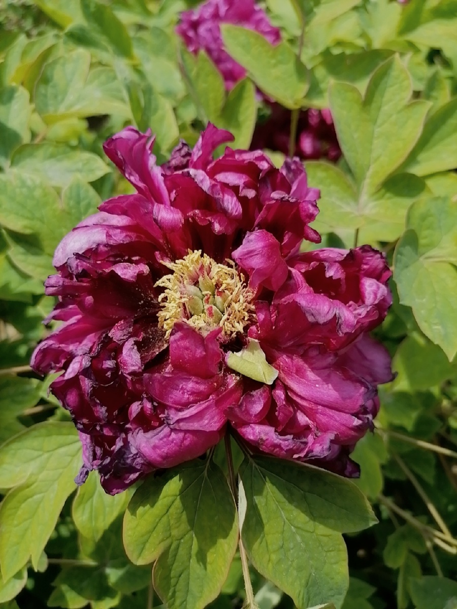 牡丹花象征富贵所以又叫富贵花国色天香象征女人容貌漂亮