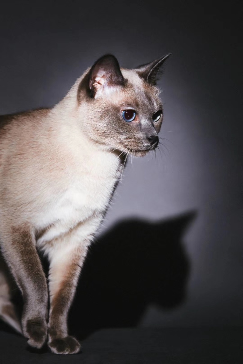 暹罗猫 - 摄影师改变 - 图虫