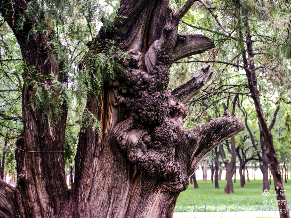 北京天坛古松古柏千姿百态