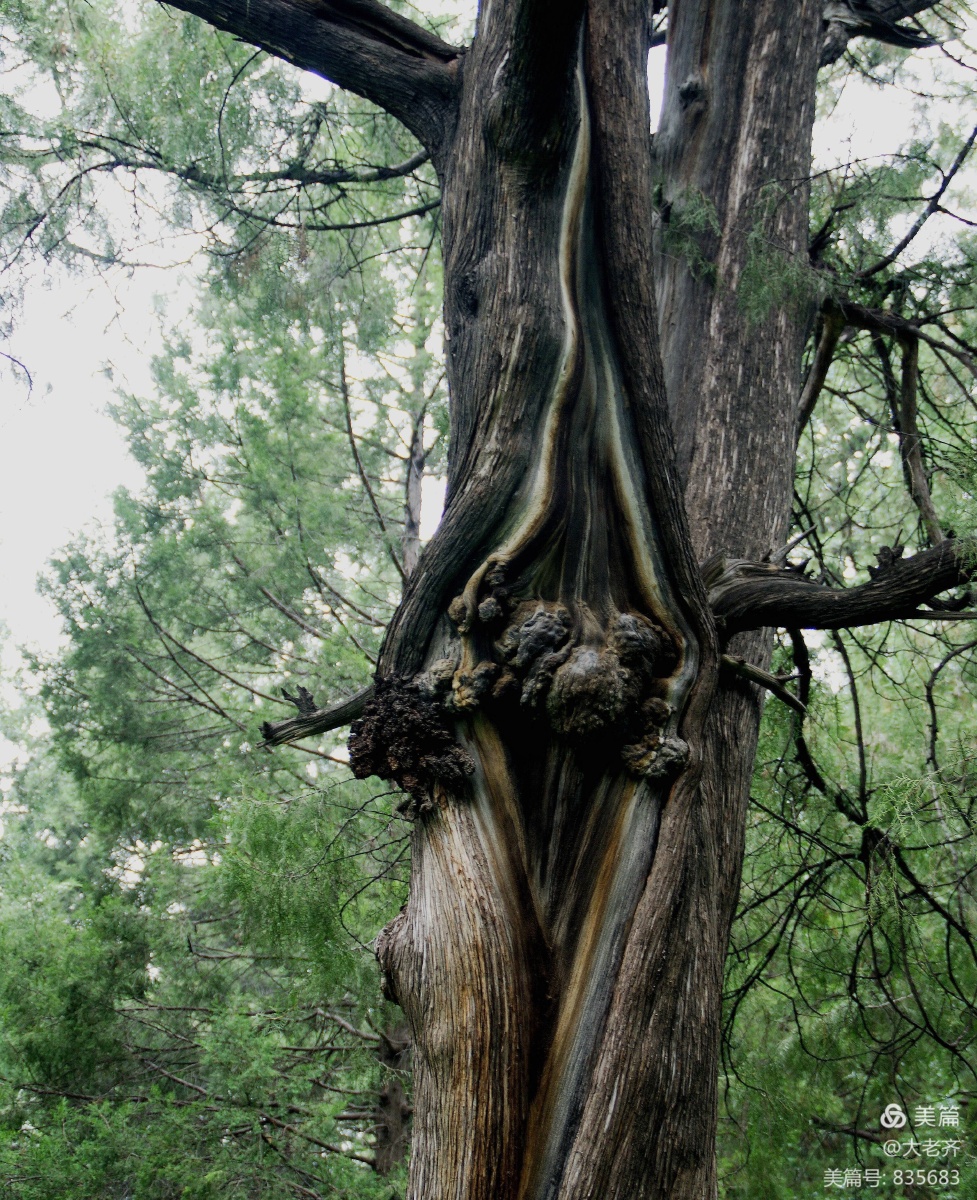 北京天坛古松古柏千姿百态