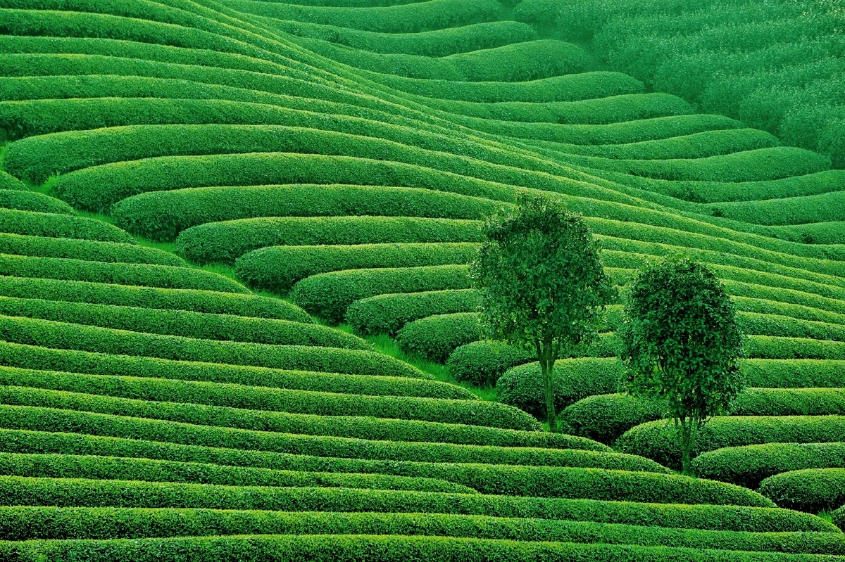 年8月20日961关注明前茶山潜光的绿色治愈之旅——图片投稿专区sony