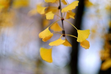 E68ED617-B507-4704-B3FB-CD75638397F0/L0/001