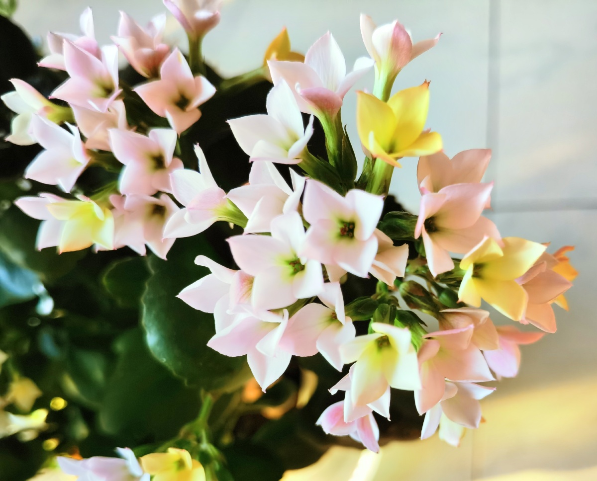 阳光下的这盆长寿花真是太美了这个品种叫新力初开黄色转而变白日久