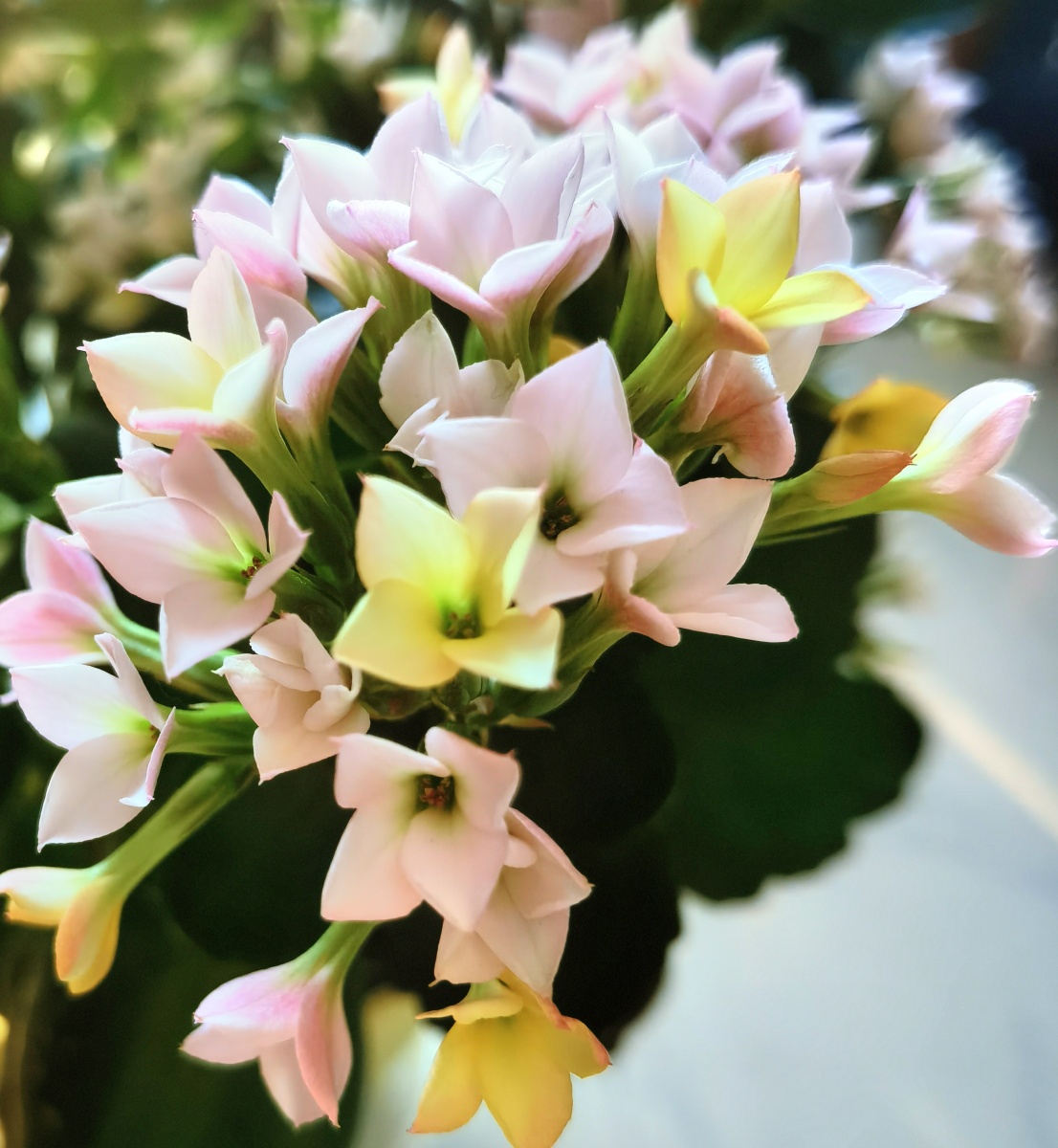 阳光下的这盆长寿花真是太美了这个品种叫新力初开黄色转而变白日久