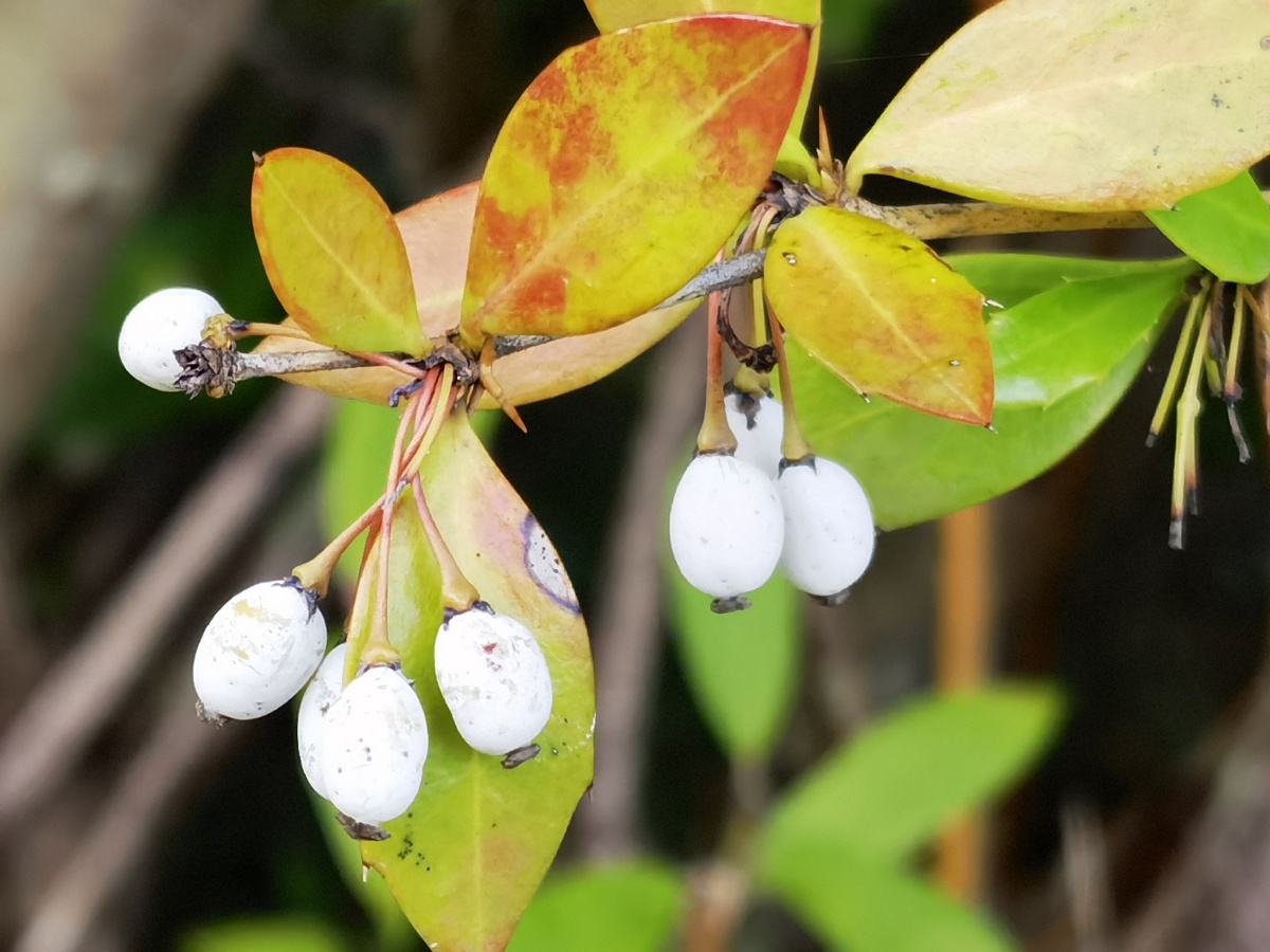 粉叶小檗 - 岁月静好tlm - 图虫