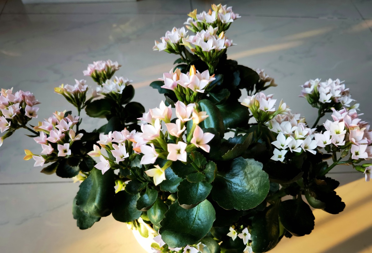 阳光下的这盆长寿花真是太美了这个品种叫新力初开黄色转而变白日久