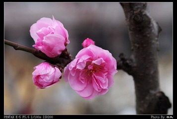 PX_54341.jpg