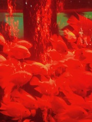 2D203DBE-D62F-46C1-A762-02FC60271968/L0/001