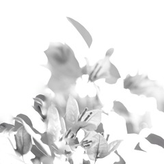 3B764444-FC19-4FE3-BCB5-ED12B1DD596B/L0/001