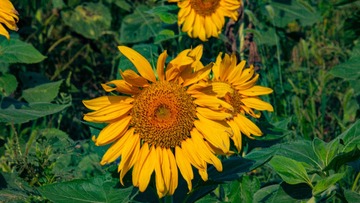C3776B11-49CA-4762-B184-BDC28C7F7117/L0/001