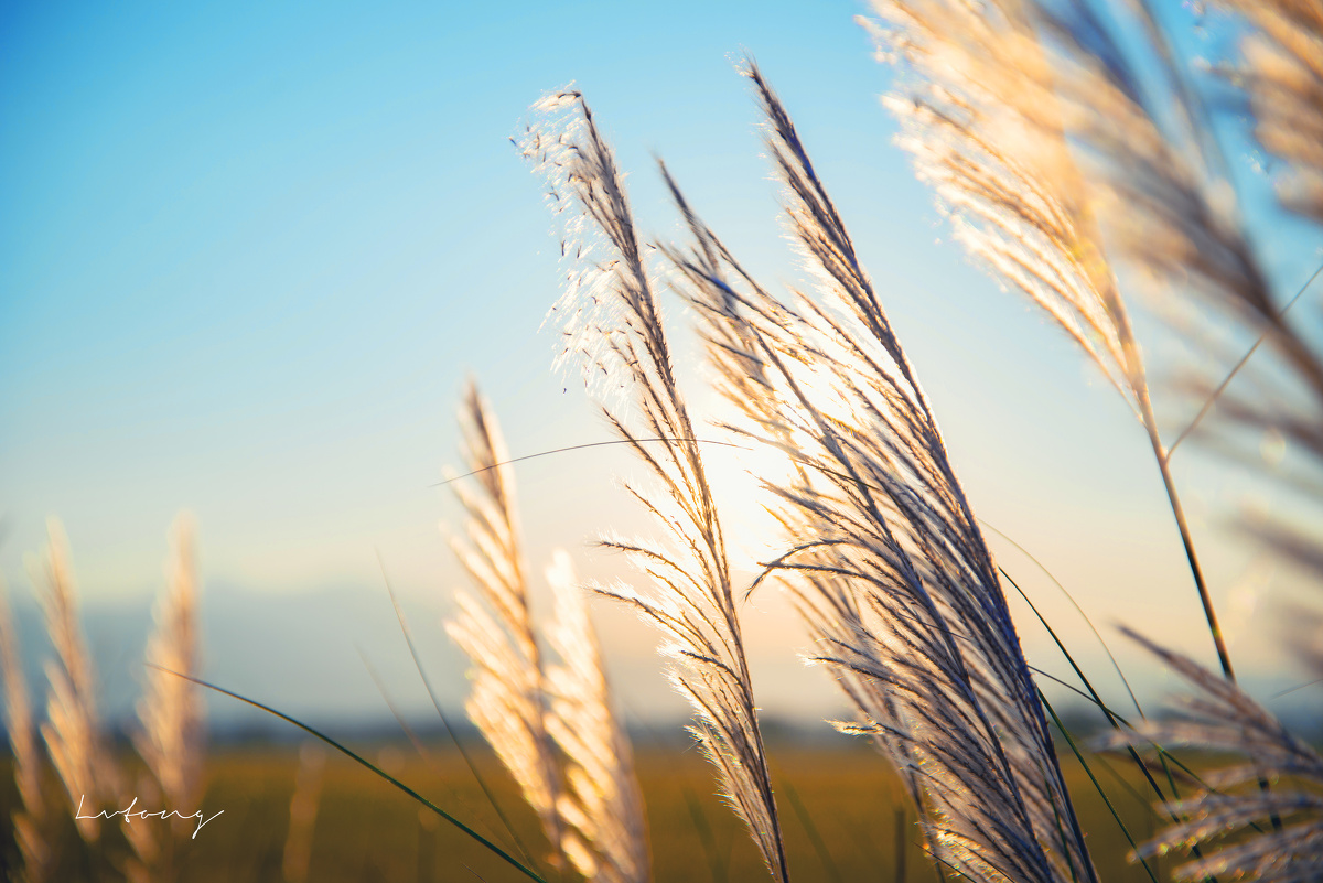 风吹芦苇