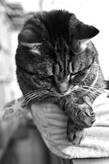 _N854599_00001