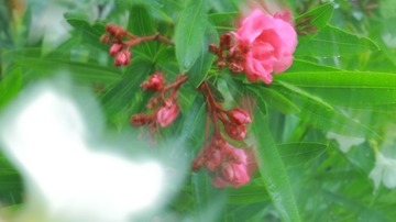 FFF45263-1782-4F21-AA24-7F995044CCDA/L0/001