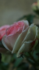 80D83DA0-8B48-4F9B-9ECF-78CB8C756056/L0/001