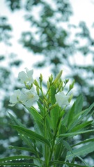 530A0635-C0DE-4A62-8E32-2BC2F3D0EC3C/L0/001