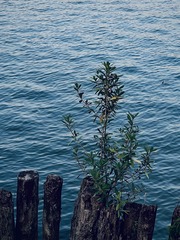 A39A9872-A40F-43E3-85E9-FA4759C3D0C5/L0/001