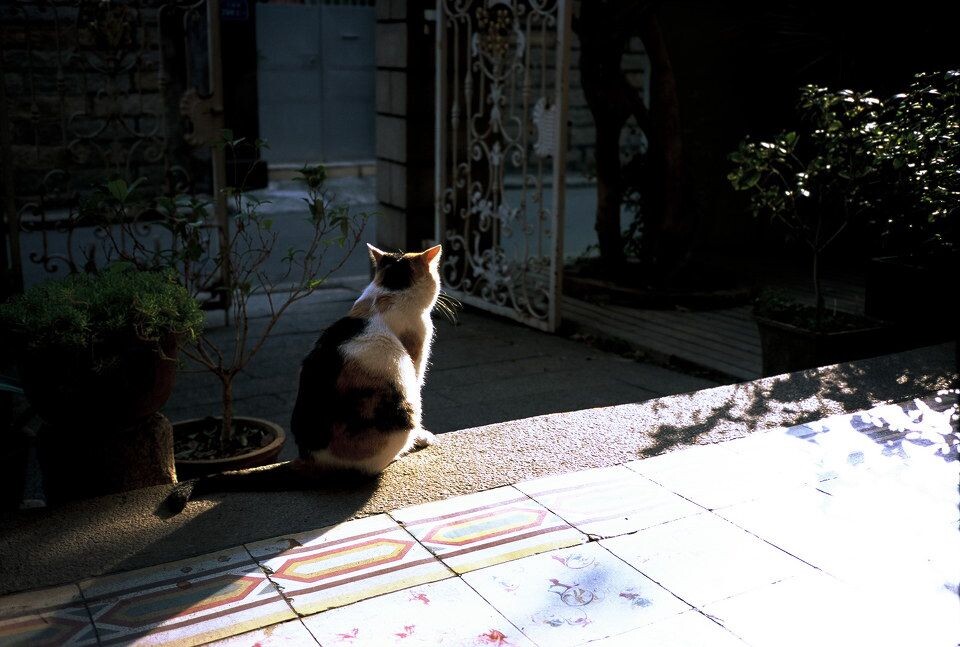 000010<br />
32HOW de 猫