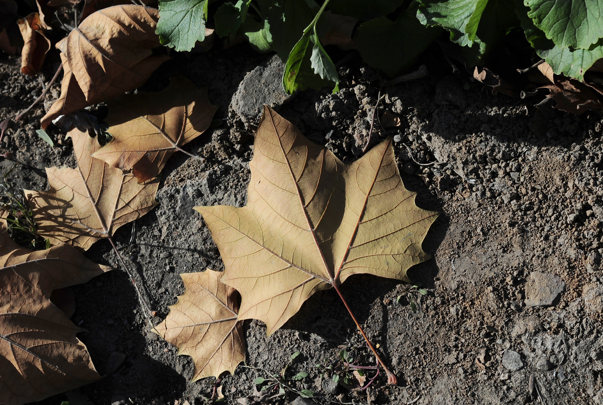 落叶- 摄影师-胡昊 - 图虫