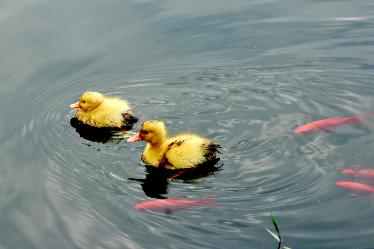 小鸭与红鱼