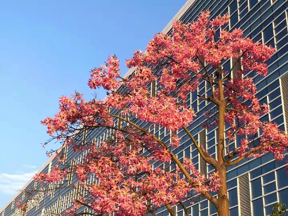 冬日里的木棉花