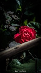 7F6E55AF-090E-4FCD-AC1B-AD218E4DDA8E/L0/001
