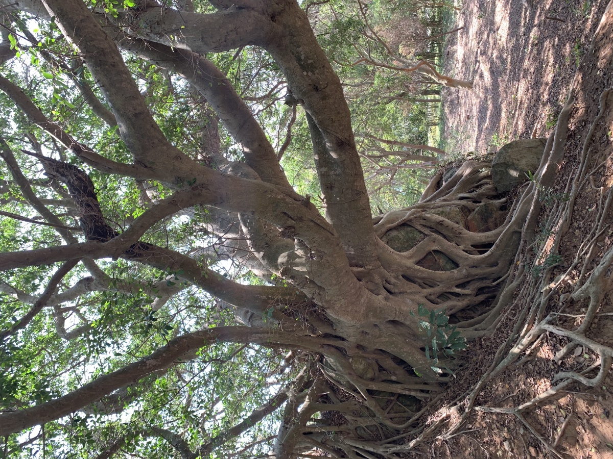 根深蒂固汕头南澳岛古榕树