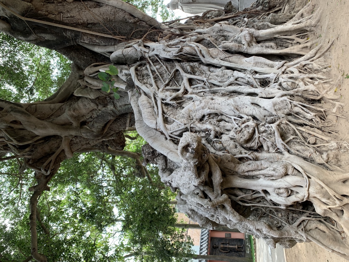 根深蒂固汕头南澳岛古榕树