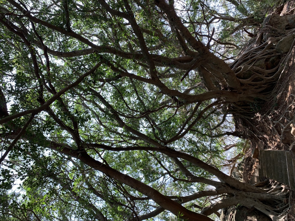 根深蒂固汕头南澳岛古榕树