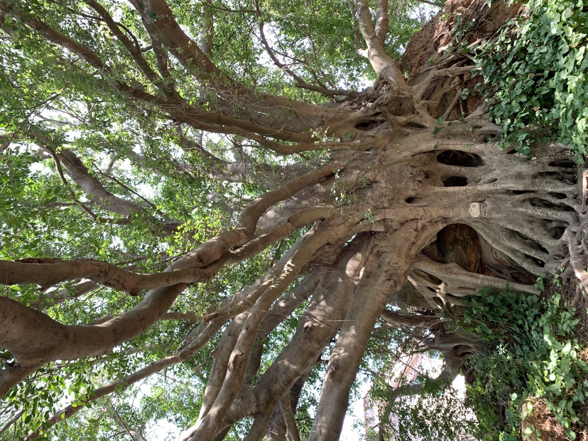 根深蒂固汕头南澳岛古榕树