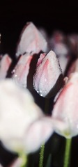 75130290-F4AB-402B-B338-78D2BC925F04/L0/001